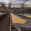 Alaka Extended Fermentation Natural - Hambela, Guji