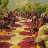 Gesha Village Surma lot #37 natural - Bench Maji, Ethiopia