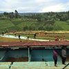Baragwi Farmers Cooperative Lot #139 - Kirinyaga