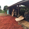 Baragwi Farmers Cooperative Lot #139 - Kirinyaga